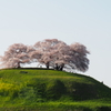 孤高の桜