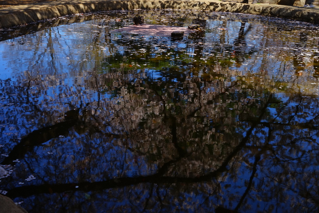 水面の桜