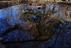 水面の桜