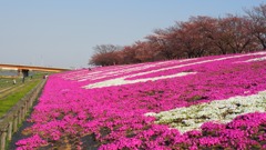 桜並木と芝桜