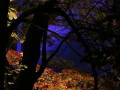 ライトアップの紅葉