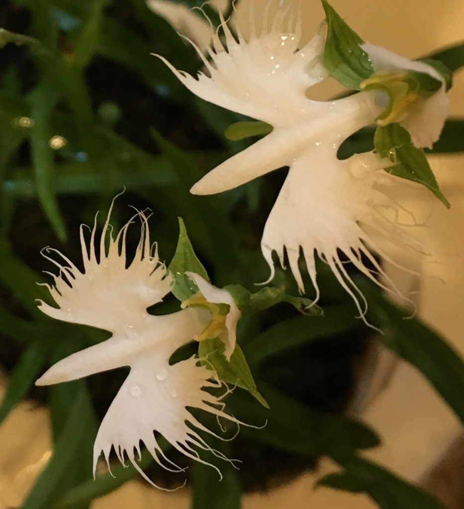 鷺草