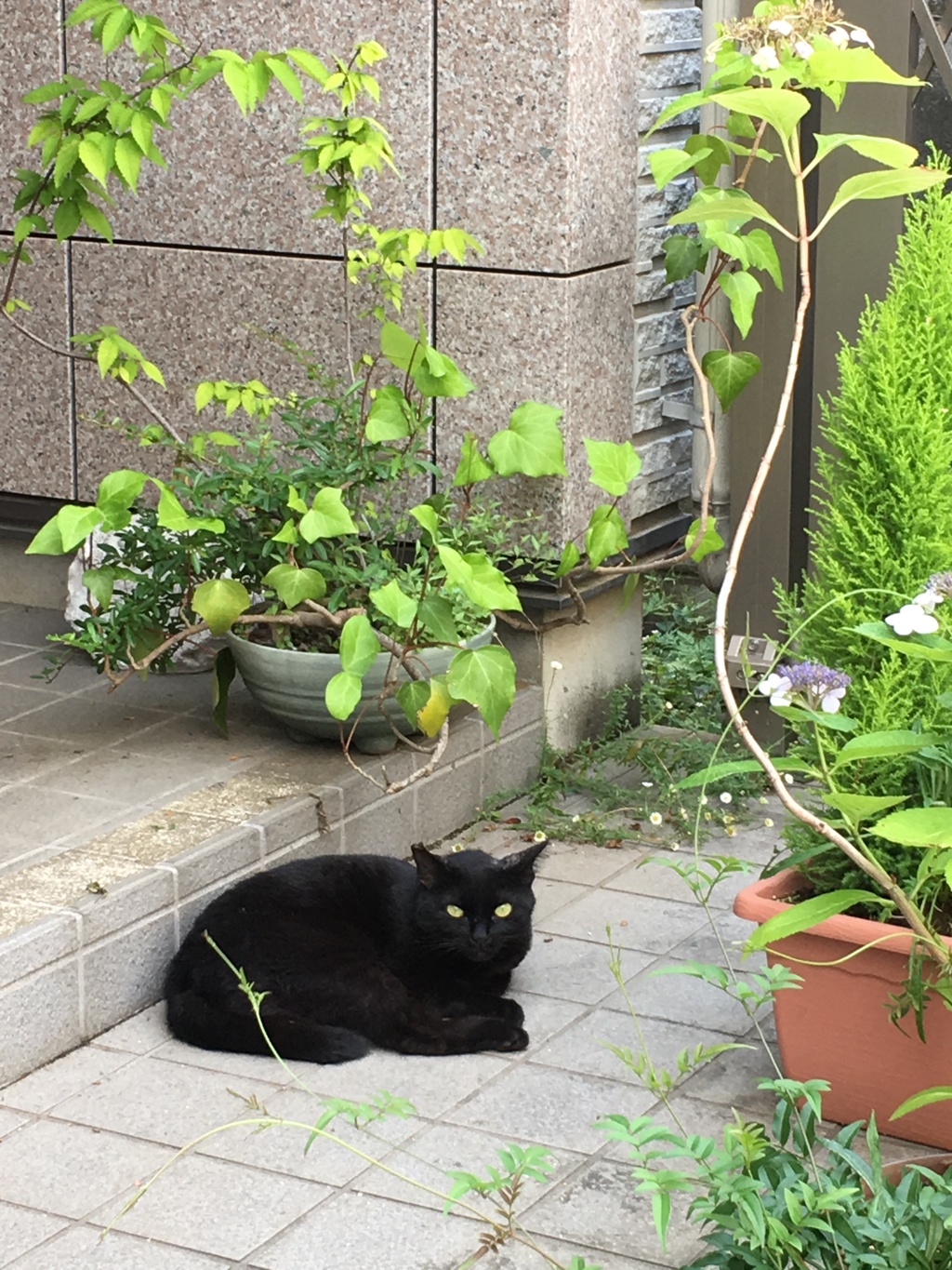 ご近所のねこ