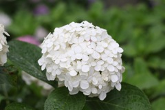 B23A0617