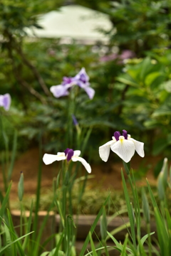 西新井大師の菖蒲2