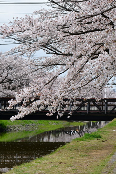 桜4