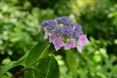 紫陽花1