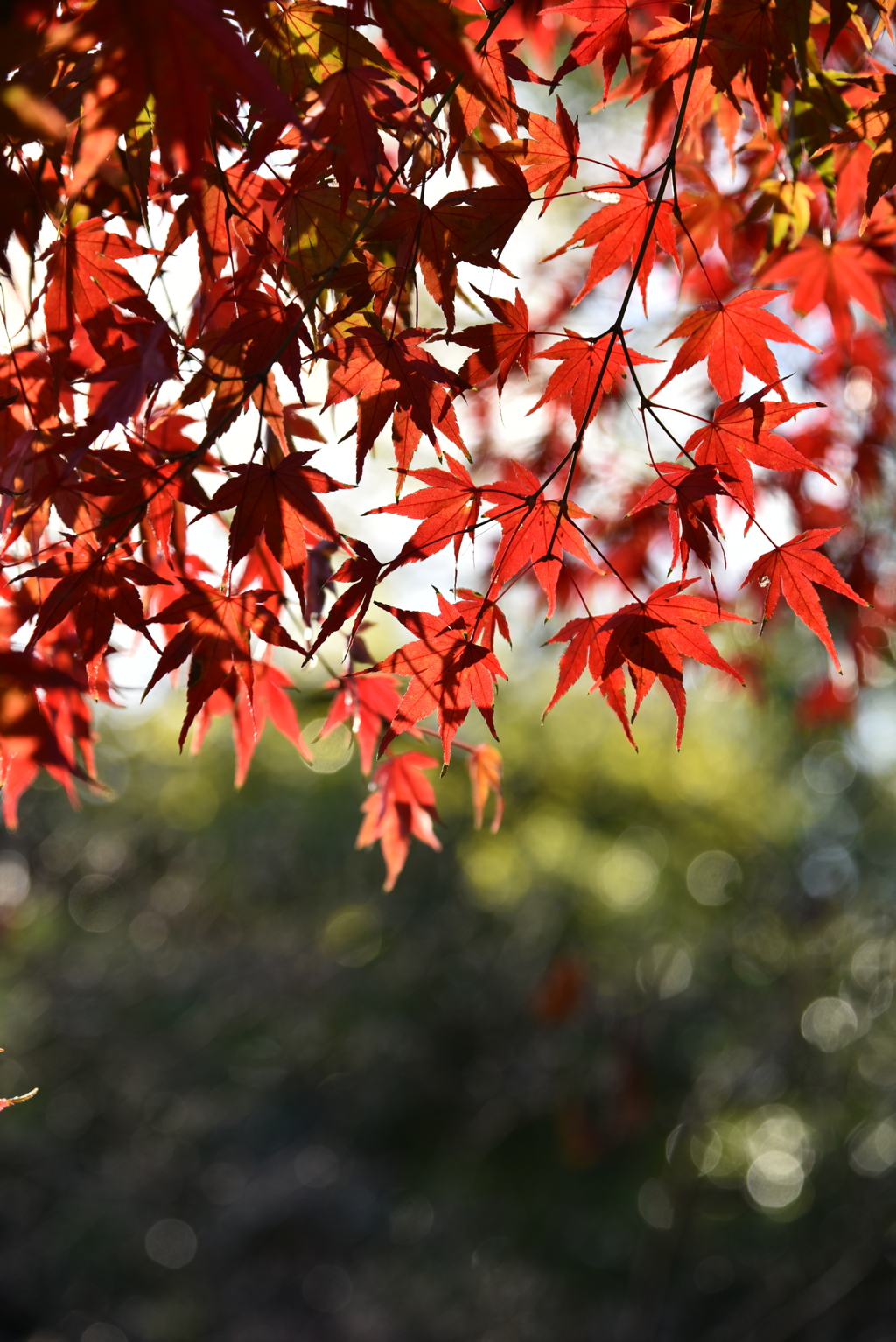 紅葉　3