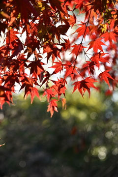 紅葉　3