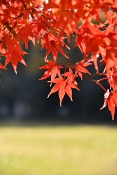 紅葉　1