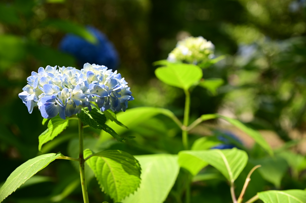 紫陽花