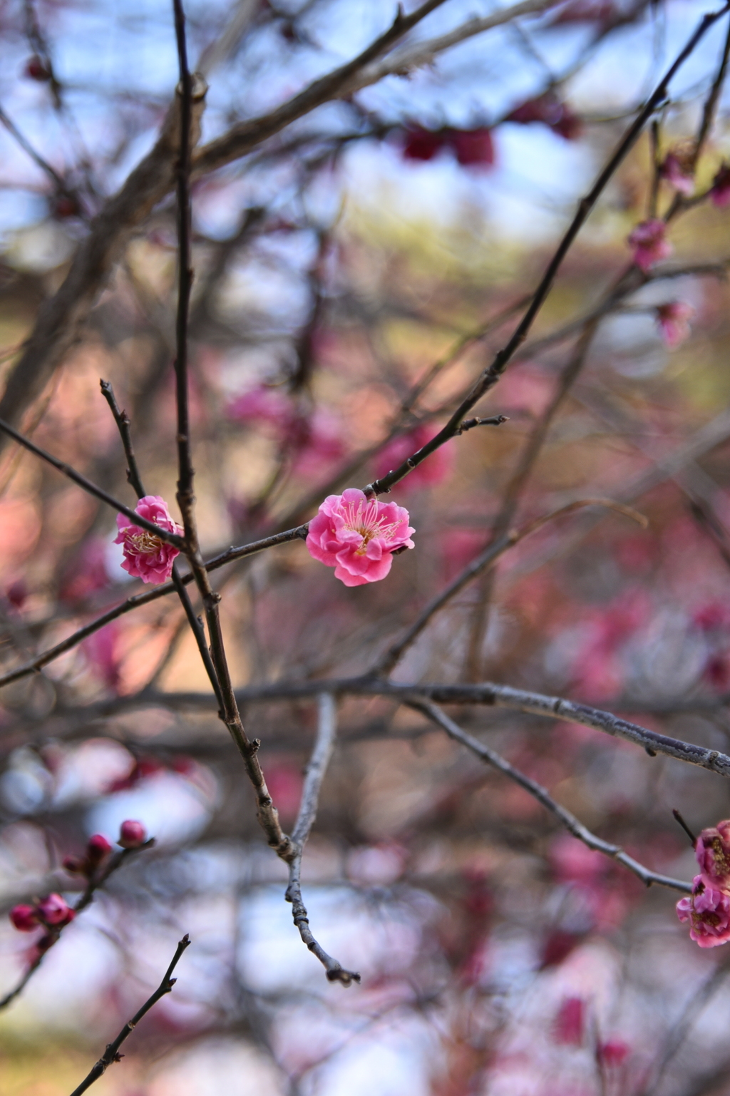 大宮公園