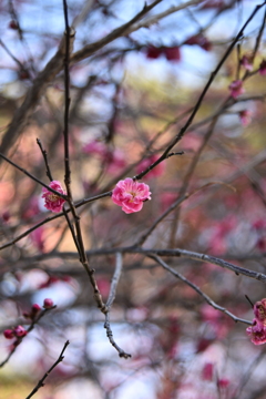 大宮公園