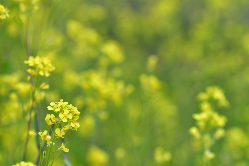 お花