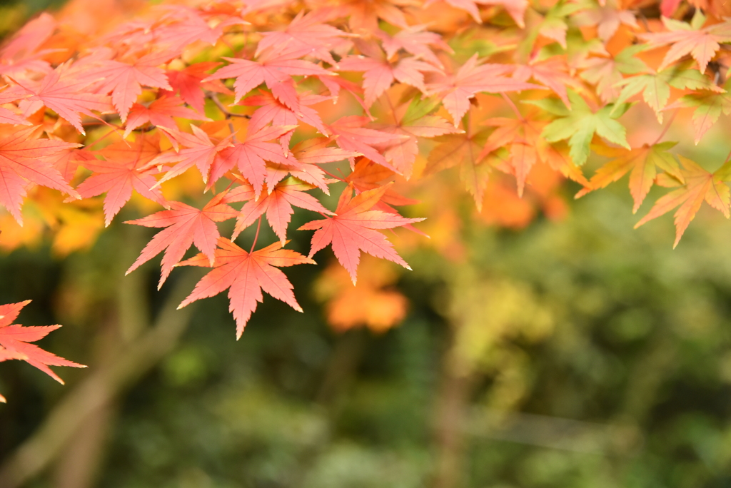 早くこの季節に