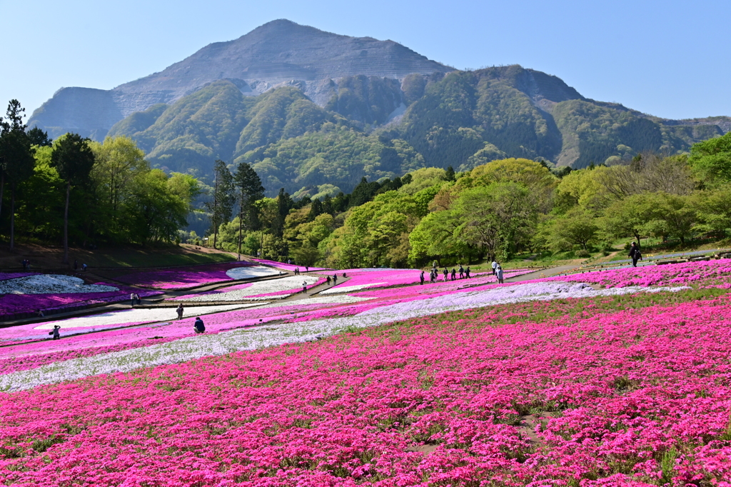芝桜の丘2