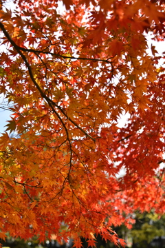 紅葉　5