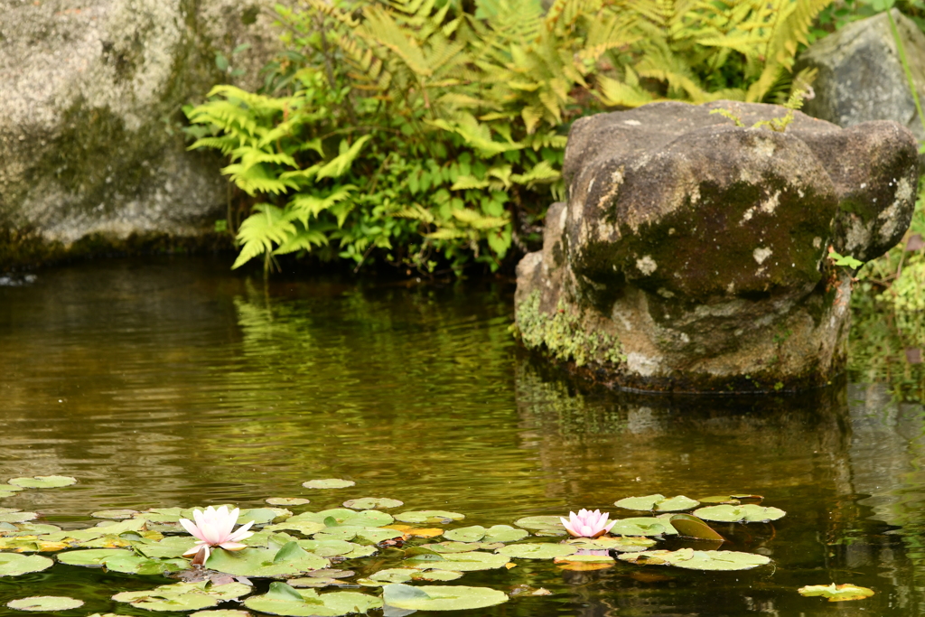 山本亭庭園2