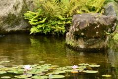 山本亭庭園2