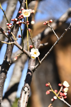 お散歩１