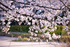 桜散る