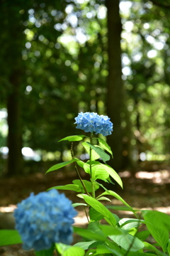 お散歩15