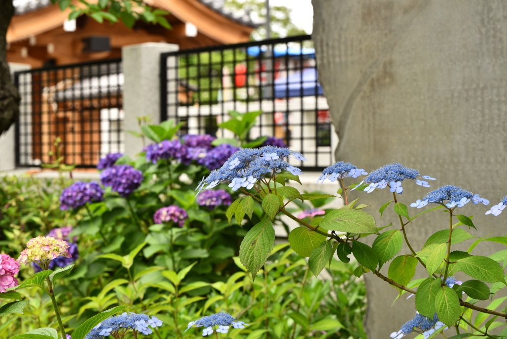 西新井大師の紫陽花