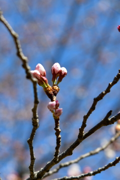 蕾