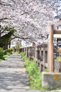 桜道