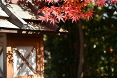紅葉　6