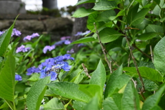 紫陽花とトンボ