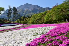 芝桜の丘1