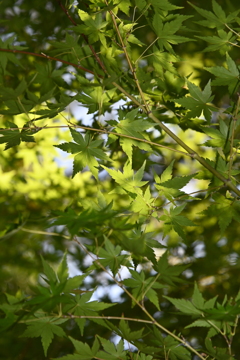 木漏れ日1