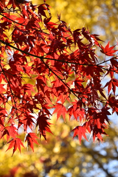 紅葉　9