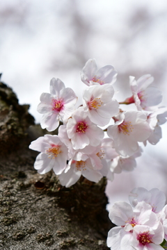 桜3