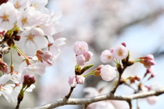 蕾2