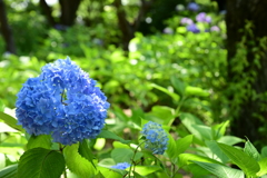紫陽花4