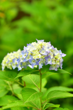 散歩4