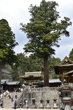 久々の東照宮