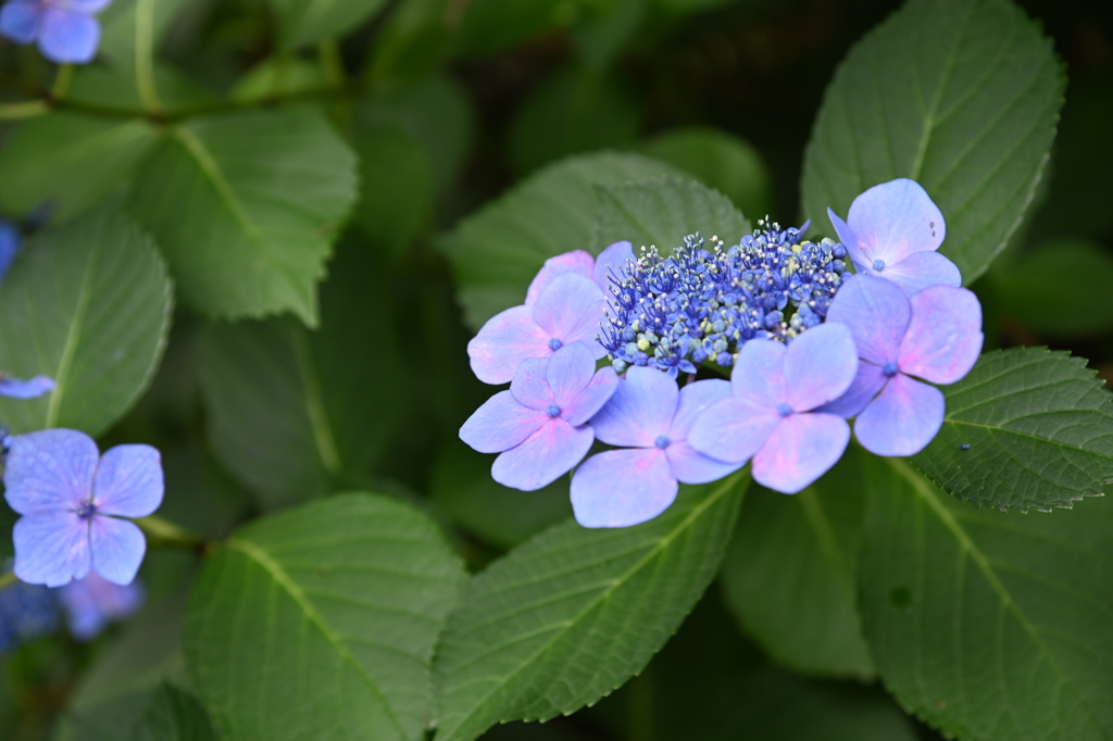 紫陽花