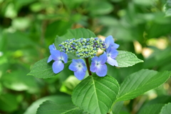 お散歩12