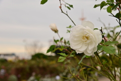 山下公園のバラ