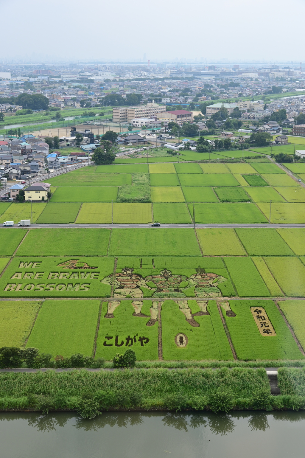 田んぼアート1
