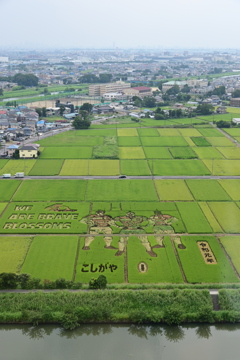 田んぼアート1