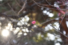 大宮公園