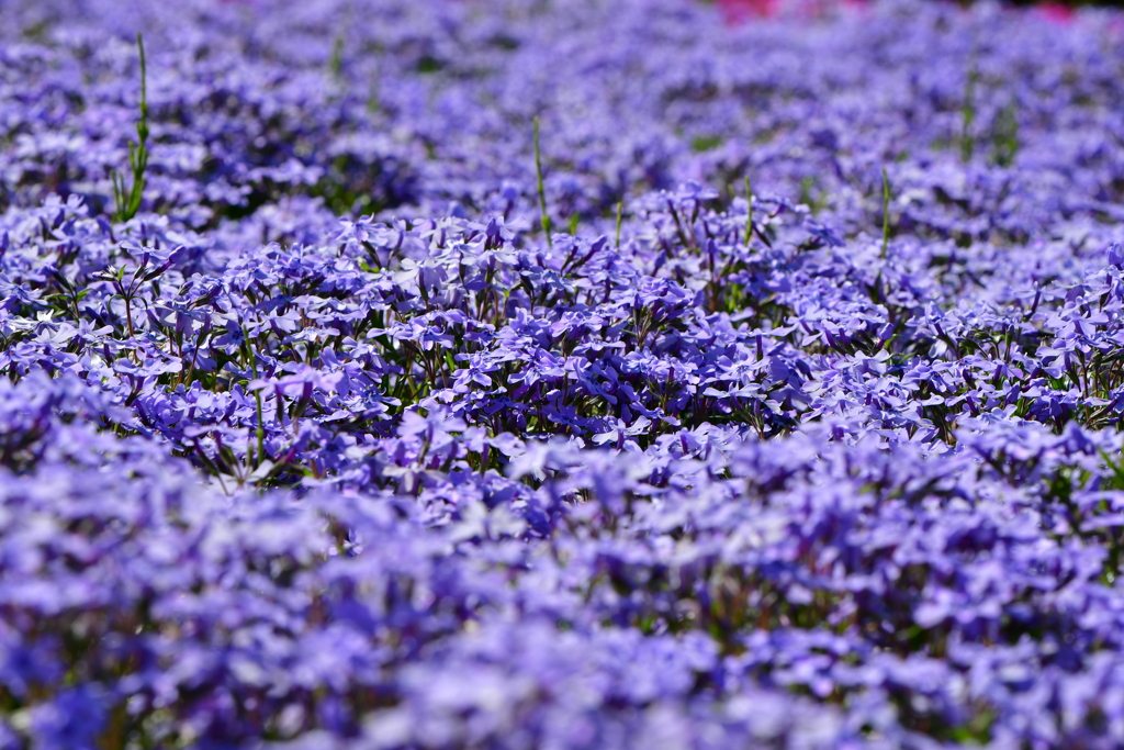 芝桜