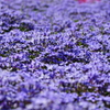 芝桜