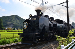 大樹