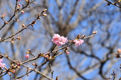 お散歩1