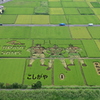 田んぼアート2